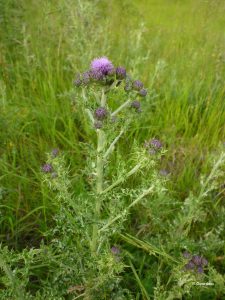 Canada Thistle