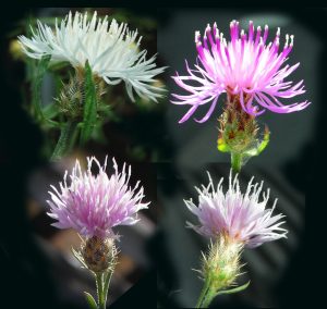 Diffuse Knapweed