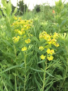 Leafy Spurge