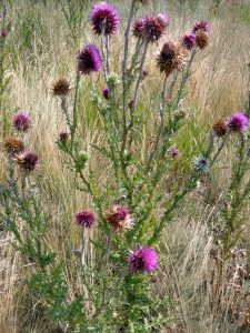 Musk Thistle