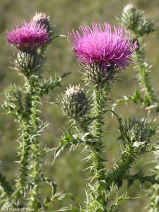 Plumeless Thistle